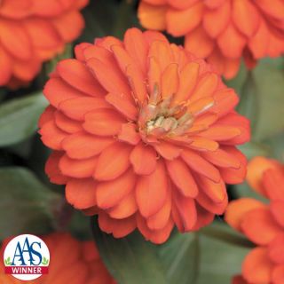 Zahara Double Fire Zinnia Thumbnail